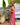 ALMERIA DRESS - BLUSH